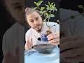 Hard pruning and repotting my birthday ficus “ginseng” !