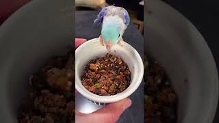 Who knew breakfast could be so cute 💙 #birds parrots #budgies #parrotlets #birdtricks