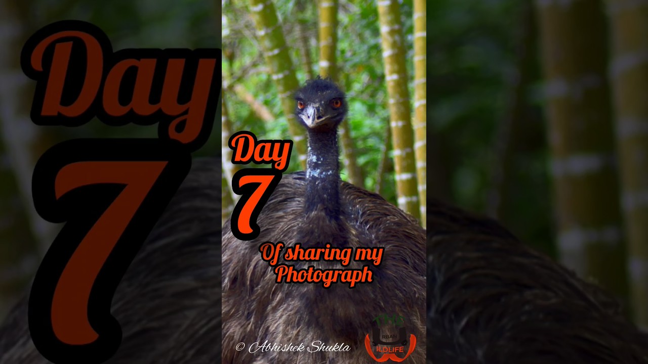 Urban Wildlife Capture Day 7: Emu Majesty- Up Close with Nature's Giant 📷 