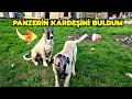 KÖPEĞİMİN KAYIP KARDEŞİNİ BULDUM  ! - KARA KAFALI DİŞİ YAVRU KÖPEĞE BAYILDIK  !