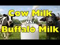 Cow Milk vs. Buffalo Milk — Which One Is Healthiest? [ID0923]