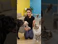 Lazy Pet? Try These 3 Simple Exercises #dogexercises #petfitness #shorts
