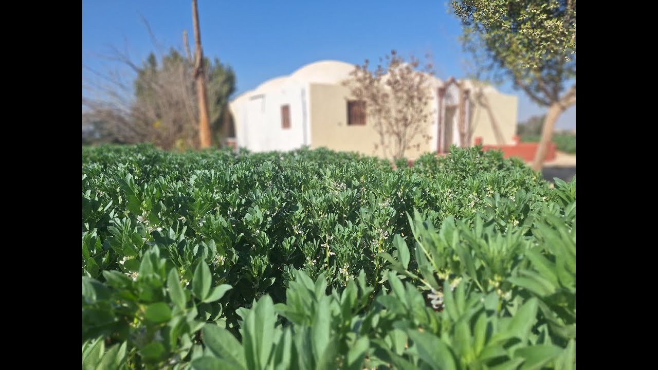 مزرعة 5 فدان عقد ملك نهائي انتاج حيواني داجني مانجو في طمبول طريق مصر اسكندرية الصحراوي