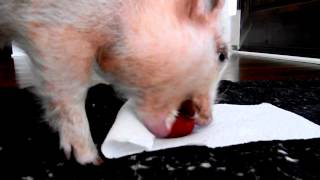 Mini Pig Gets to Eat His First Strawberry