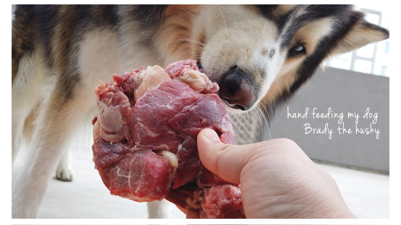 Hand Feeding My Dog Brady The Husky. Mukbang.