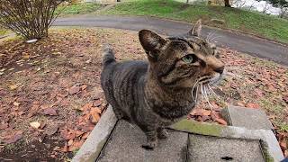顔見たらモフられに近づいて来る野良猫