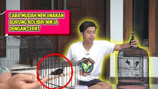 CARA MENJINAKAN KONIN DENGAN TERAPI LAPAR