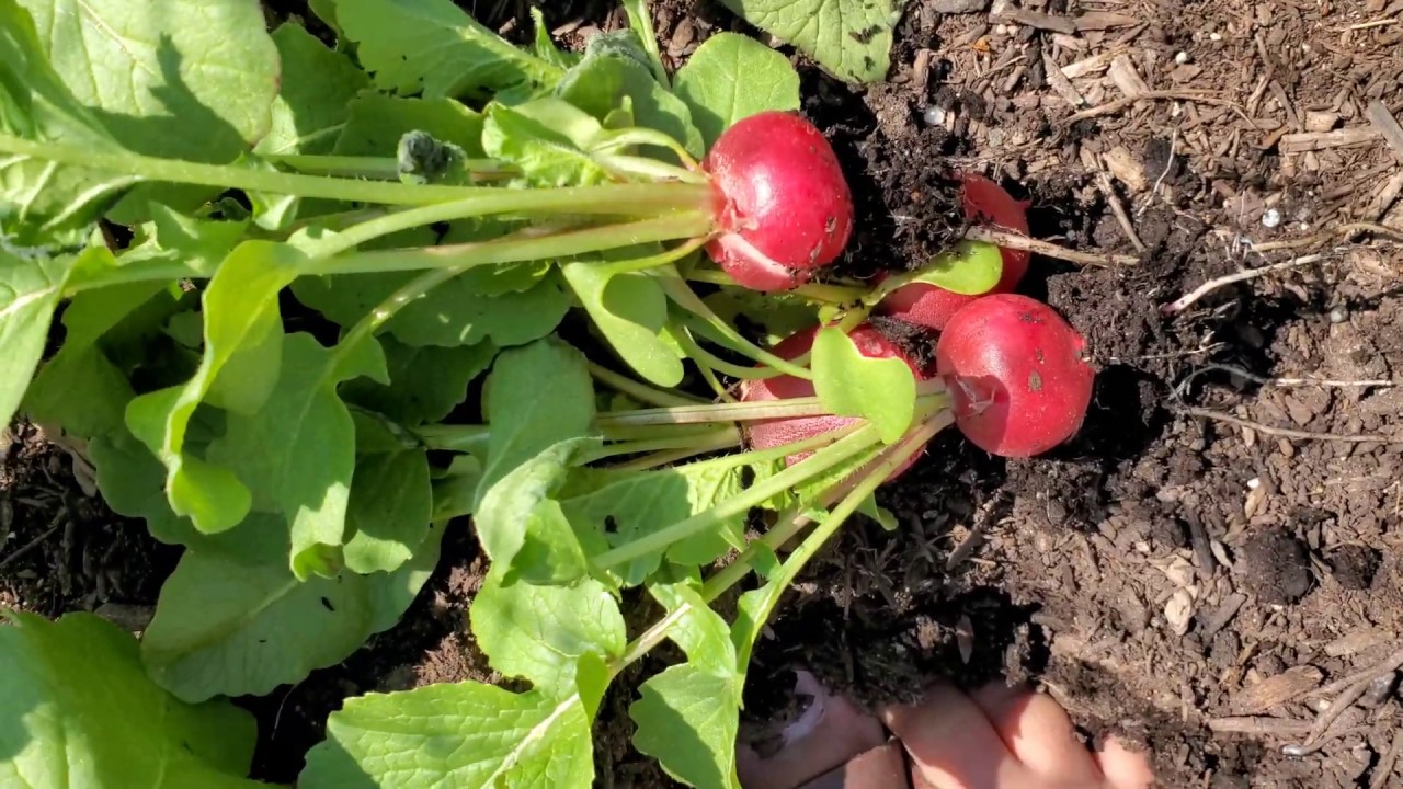 Happy Days Harvesting Radishes! YouTube