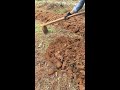 Farm Life | Land Preparation | Plowing of Soil