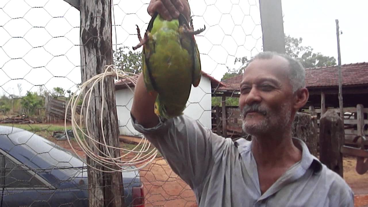 Papagaio Deloro Serra da mesa