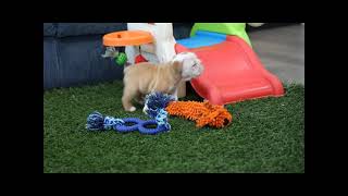 Meet Gilbert the Beabull Puppy! Reference Number 212463-01