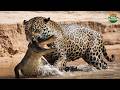 Savage Amazon – Predator and Prey: When Biological Weapons Decide Survival | Wildlife Documentary