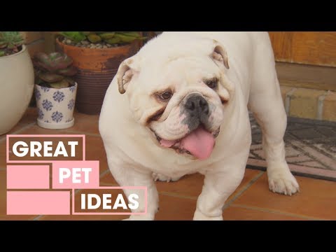 The Breathless Bulldog | Pets | Great Home Ideas