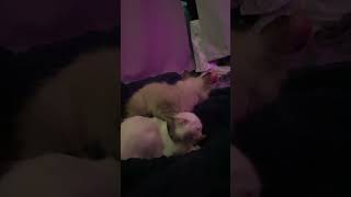 Download Lagu kaiven and Kiera MP3