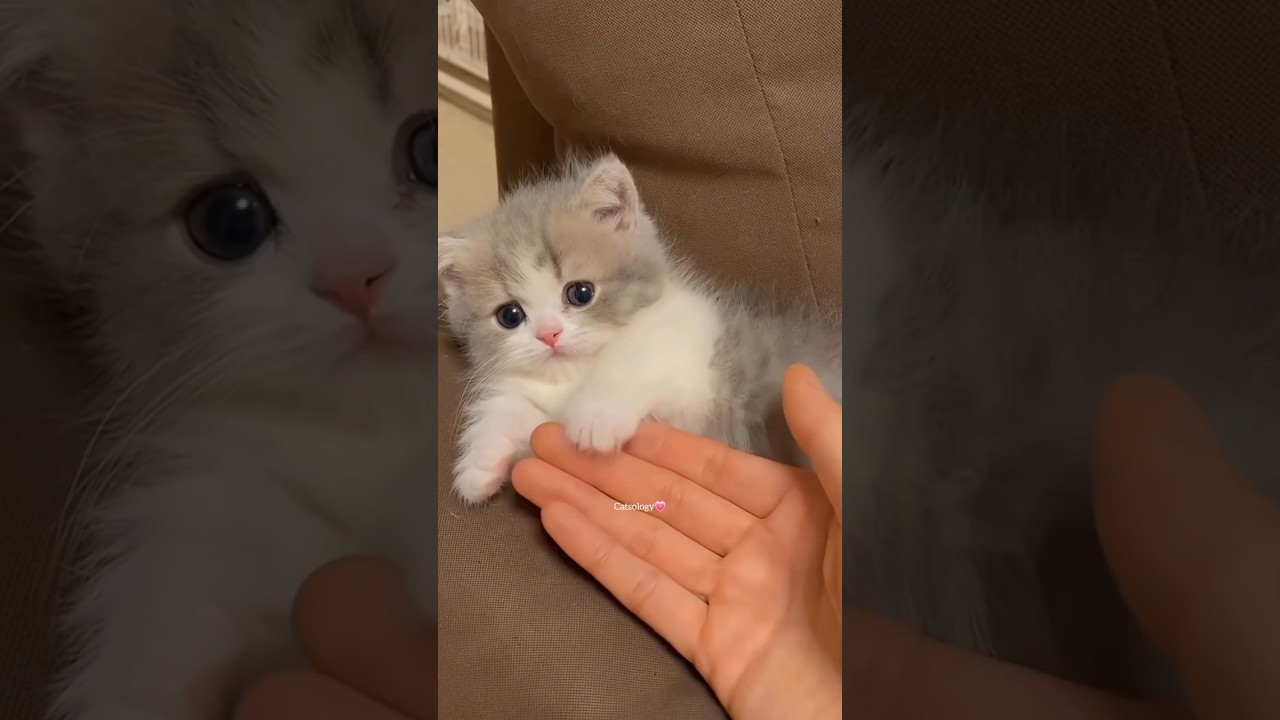 Cute Kittens Compilation✨😻❤️ 
