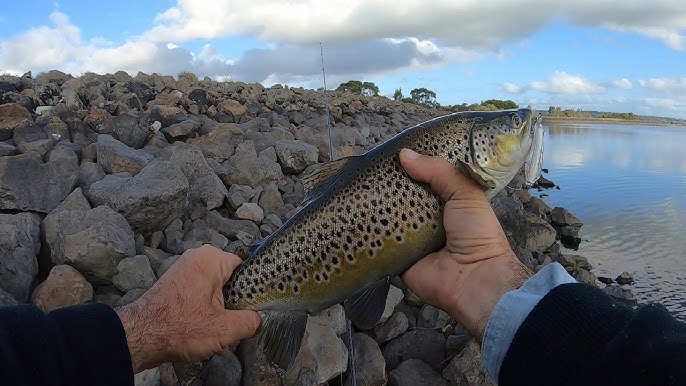 Perch cannot resist these Tassie Devil lures during these late