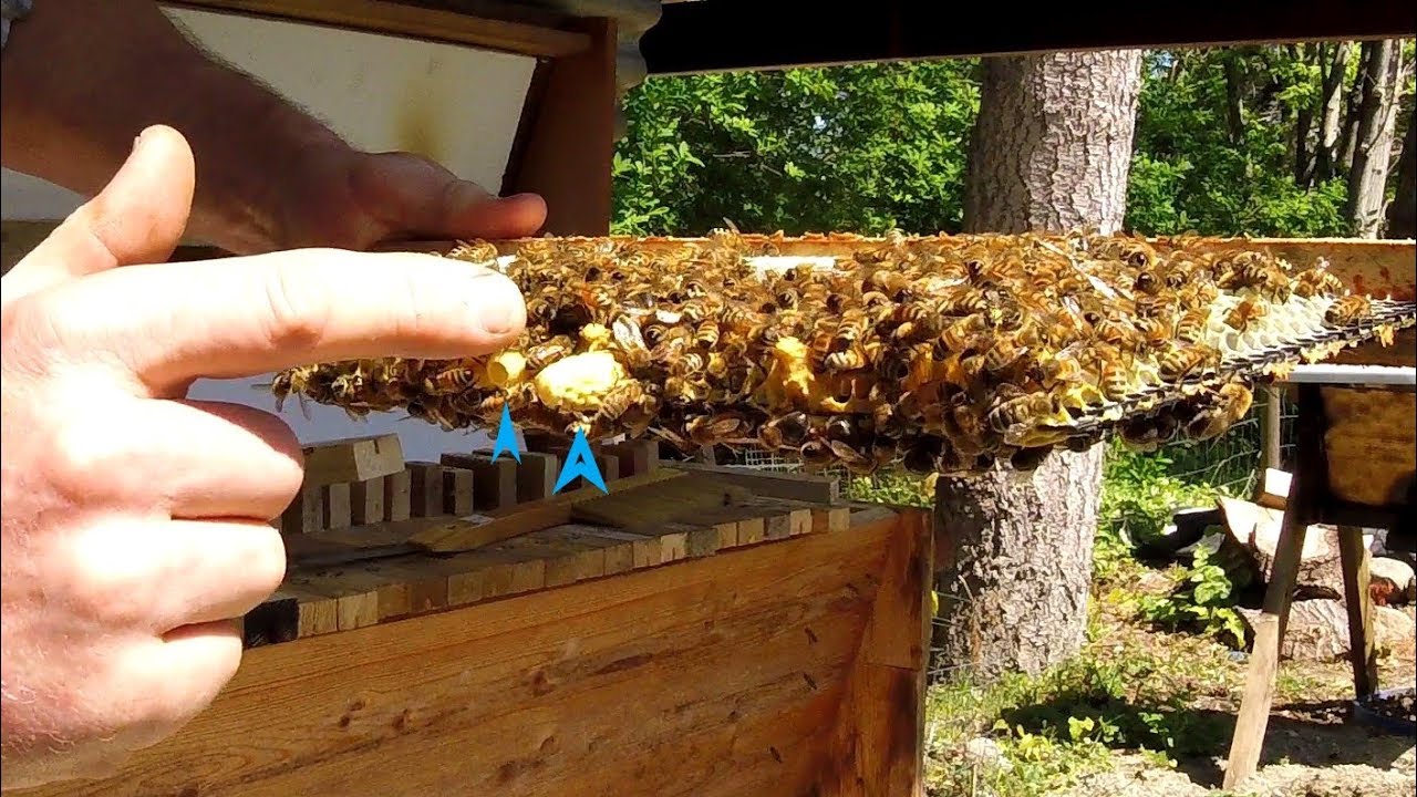 Topbar Beekeeping Vancouver Island Queen gone! May 1, 2019 YouTube