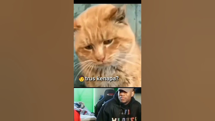 video kucing lucu #meme #cats #catshorts
