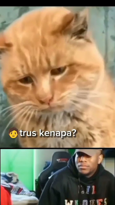 video kucing lucu #meme #cats #catshorts