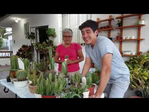 Video: Variedades de plantas de Coreopsis: aprenda sobre los diferentes tipos de flores de Coreopsis