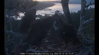 MORNING WINGERS & CHORTLES BETWEEN MOM & DAD 🐥🪽🐥🪽🌄 5.24.26 fobbvcam 