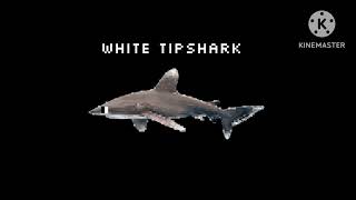 Sharks 2 @TheKidsPictureShow