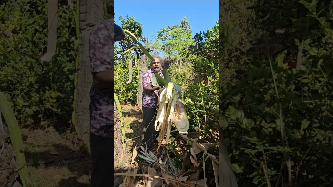 ഇന്ന് പന്നി തന്ന പണി limekerala 