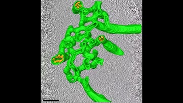 Cryo-EM tomography reveals structure that helps algae grow so fast