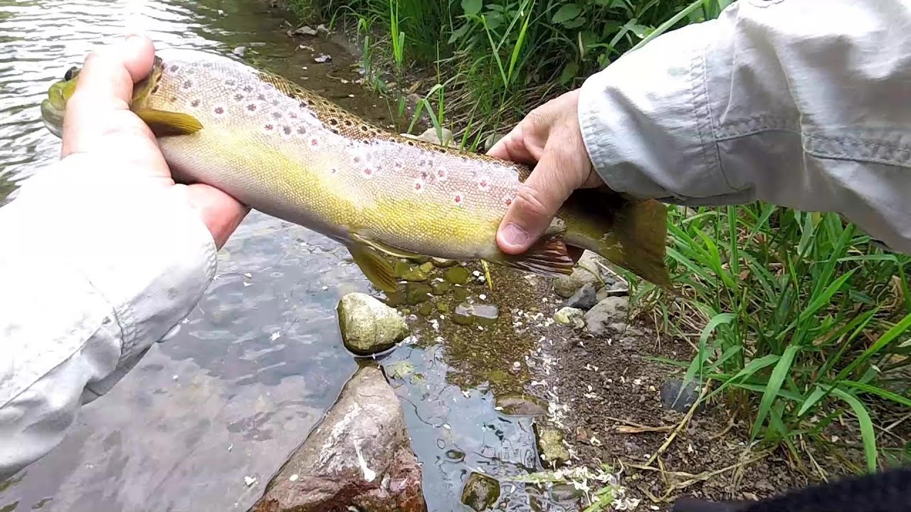 MES RIVIÈRES ALSACIENNES, DOLLER ET THUR (68)