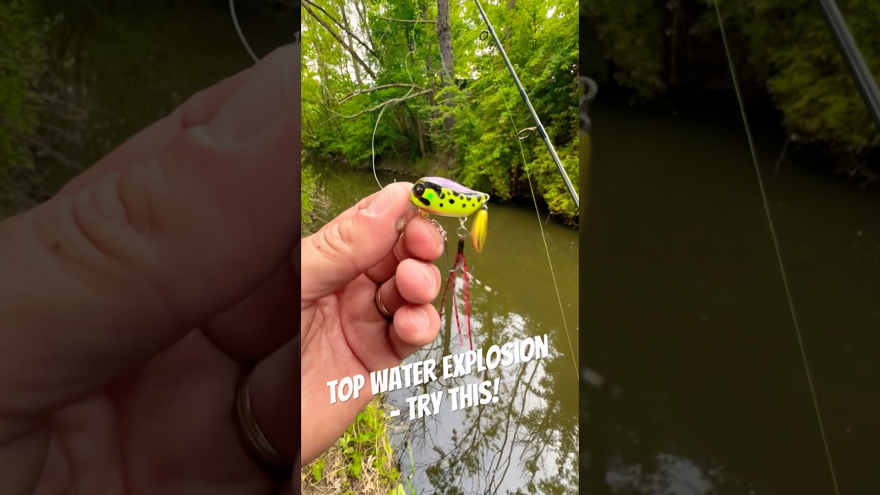 Sniping Chub in the City with a Tiny Topwater Ninja Jackall Micro Tappy 