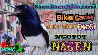 Kacer Poci Anda Pasti Langsung Emosi Jika Dengar Suara Kacer Ini