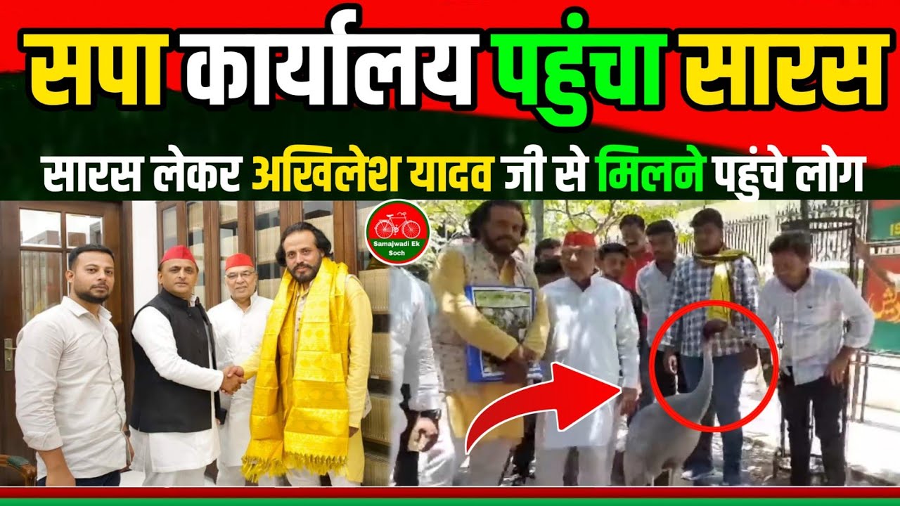 Aarif Saras || सपा कार्यालय लखनऊ पहुंचा सारस। अखिलेश यादव जी से मुलाकात। Akhilesh yadav || Saras