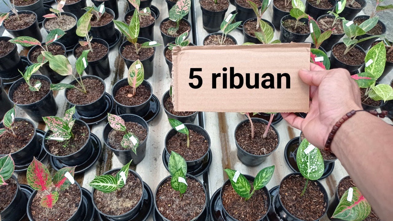 Tanaman Hias Aglonema Murah