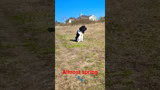 Sunny day #dog #newfoundlanddog #landseer #newfoundlandandlabrador #пес #landseer #pies