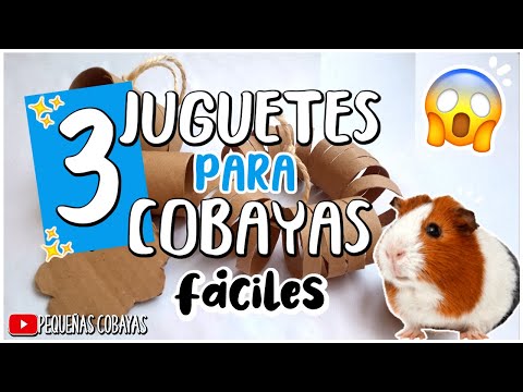 Video: ¿Qué juguetes puedo dar a mi conejillo de indias?