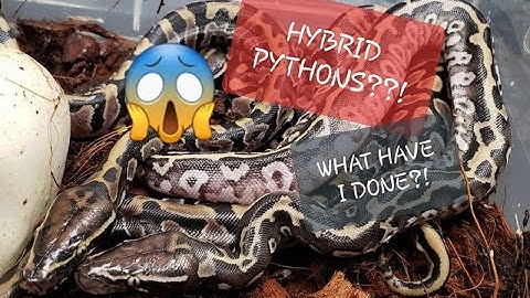 Superball Python Hybrid Clutch!