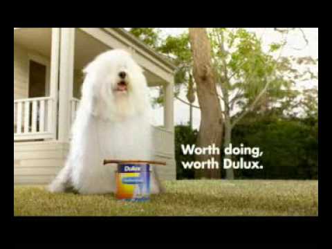 ici dulux dog