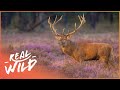 The Magical Moors - A Hidden Paradise For Wildlife (Wildlife Documentary HD) | The Moors | Real Wild