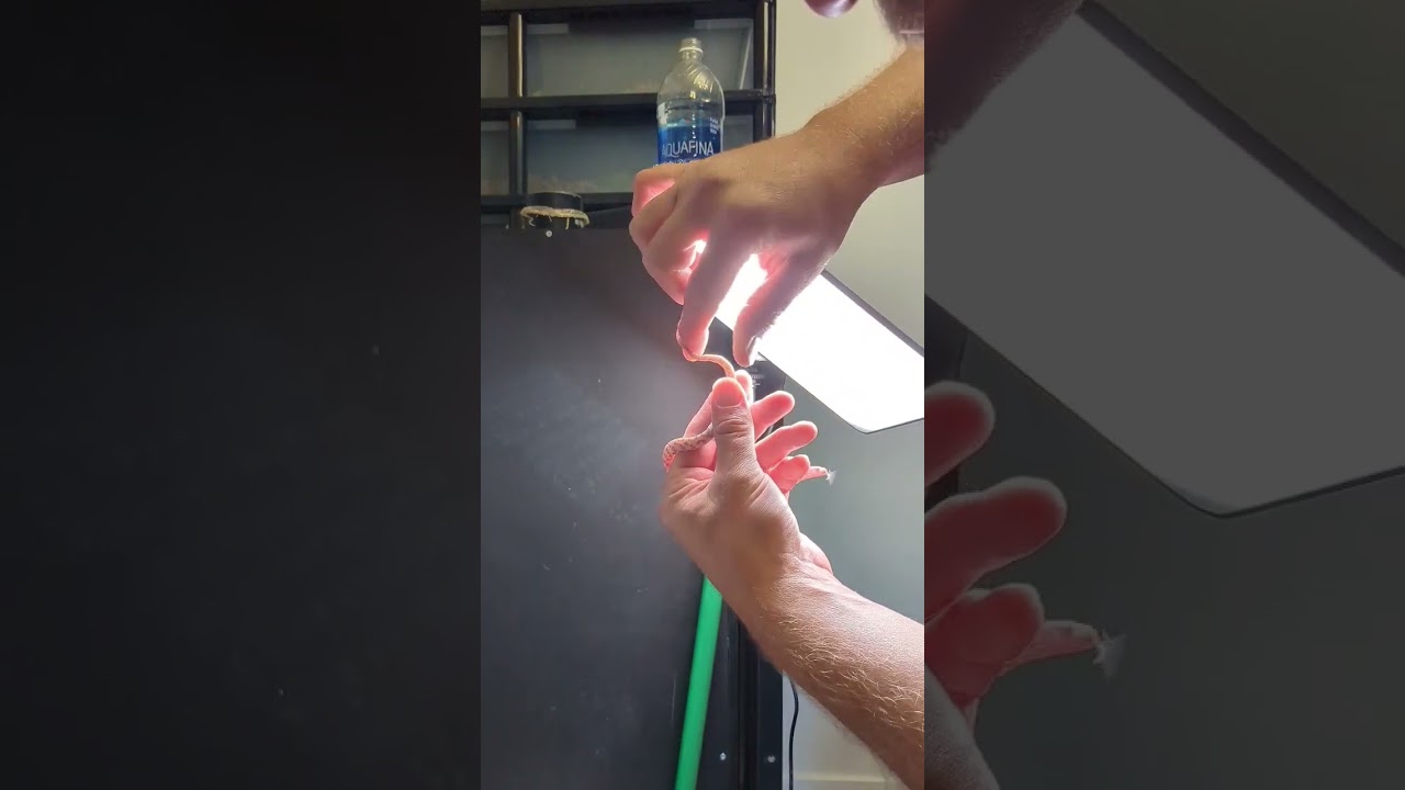 HOW TO SEX SNAKE! Easiest way.