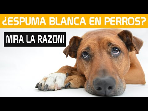 ¿Por que mi PERRO Vomita Espuma Blanca y tiembla?  👀 REMEDIOS CASEROS