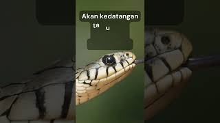 The meaning of the dream of seeing a snake entering the house