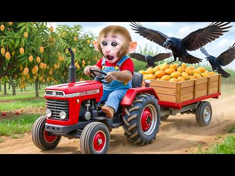 MACAQUINHO NANA flagra o ladrão de framboesas e ensina uma lição inesquecível - Nana Em Potuguês
