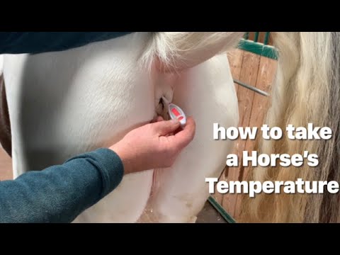 How To Measure Horse S Temperature Taking Horse S Temperature