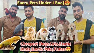 Cheapest Pet Shop In Nagpur😍 | Dogs,Cats,Exotic Birds,Exotic Pets | Aniruddha Alone