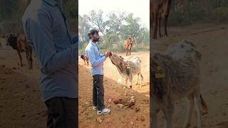 is Makan Tak pahunchne ke liye#bolleywoodsong #hindisong #cow #gurudeen # funny short video