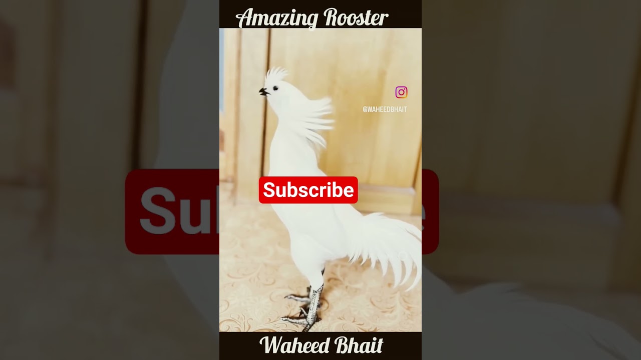 Aseel murga parrot brick 