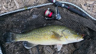 Murray Cod Fishing Basics: 5 Murray Cod Fishing Tips To Help You Catch Your First Murray Cod Information