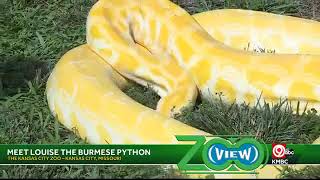 Meet Louise, The Burmese Python