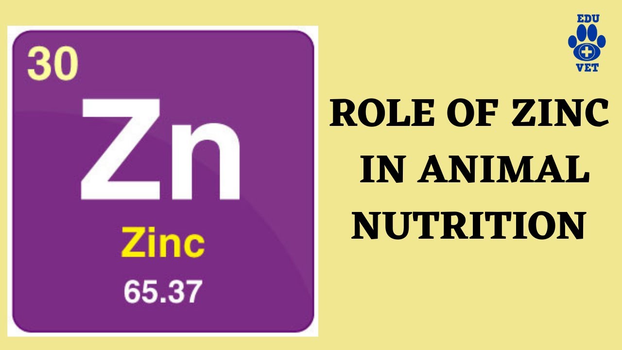 Role of Zinc In Animal Nutrition YouTube