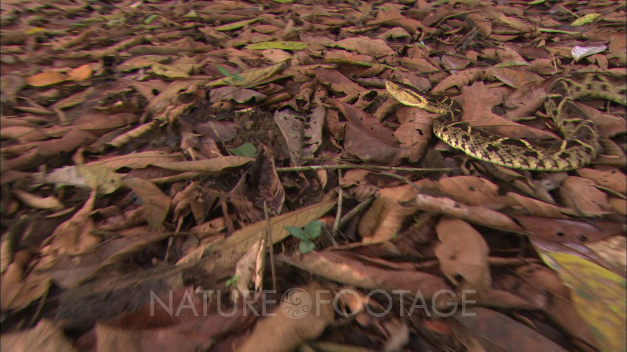 Fer De Lance Snake (Bothrops Atrox) Quickly Slithering Along Brown Leaf Floor Cover.